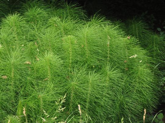 Dense patch of field horsetail