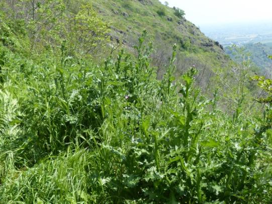 Italian thistle patch just before flowering