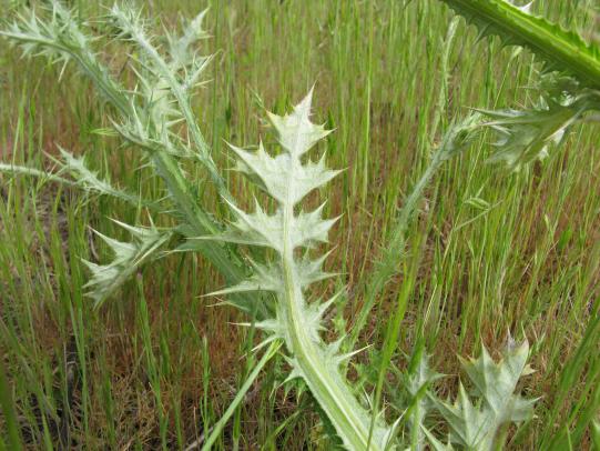 Italian thistle leaves and stems 