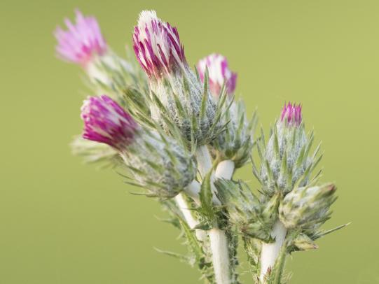Italian thistle flower and spines