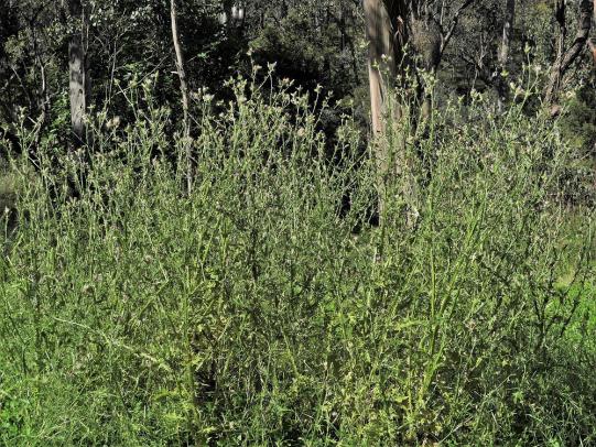 Italian thistle plants