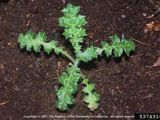 Italian thistle rosette