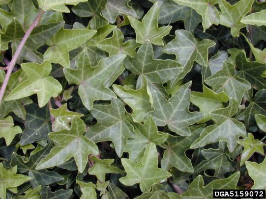 Many angular ivy leaves