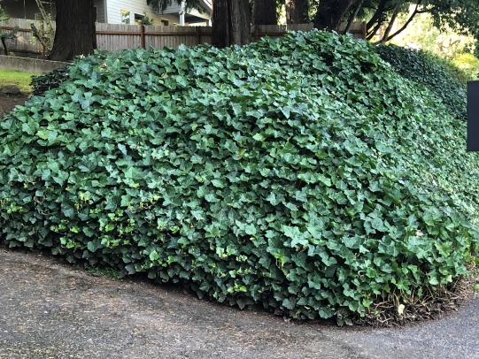 Thick mat of ivy in landscape