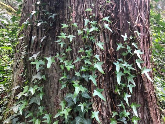 Ivy stems spreading up tree