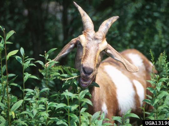 Goat eating plant stems and leaves