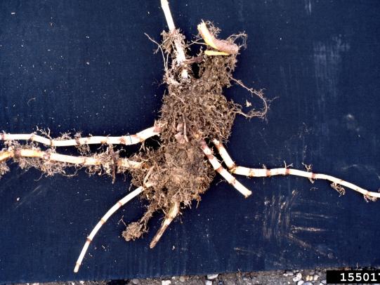 Knotweed root crown and rhizomes removed from the ground