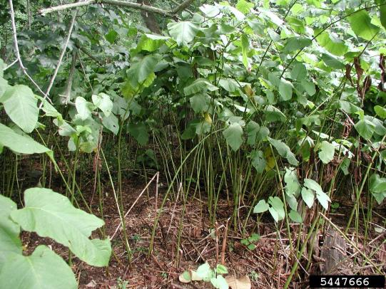 Knotweed clump with many stems