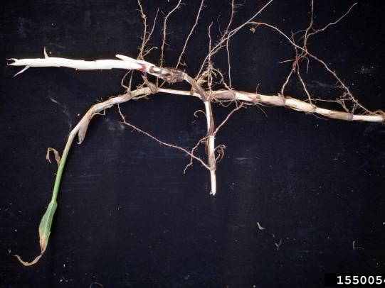 Johnsongrass root system