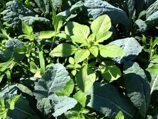 Kale plants crowded by many weeds