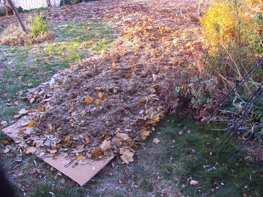 Example of sheet mulching with leaves on cardboard laid on the soil surface