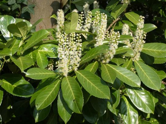 Cherry laurel leaves and flowers