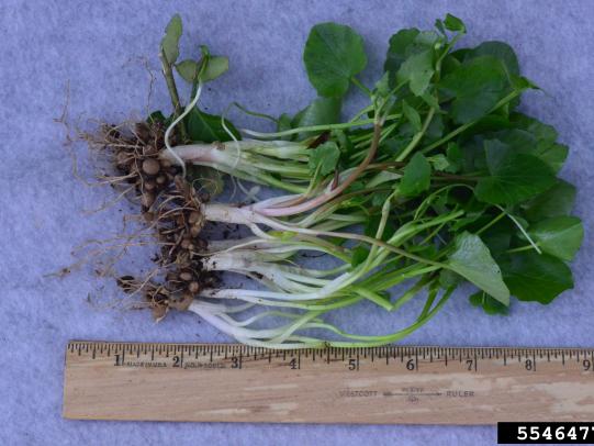 Lesser celandine plants with roots and stems next to ruler