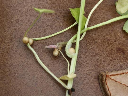 Small, pale bulbs on stems