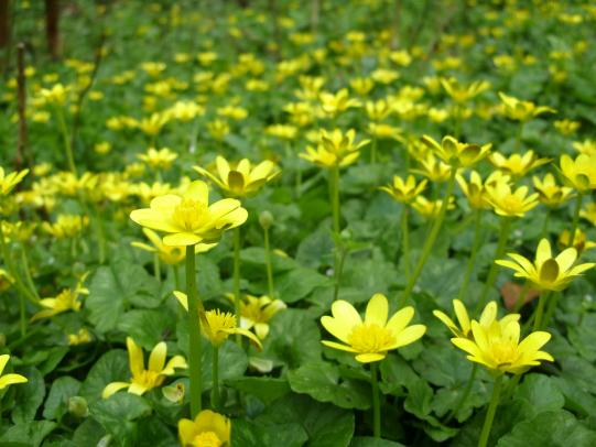 Dense patch of of lesser celandine with flowers