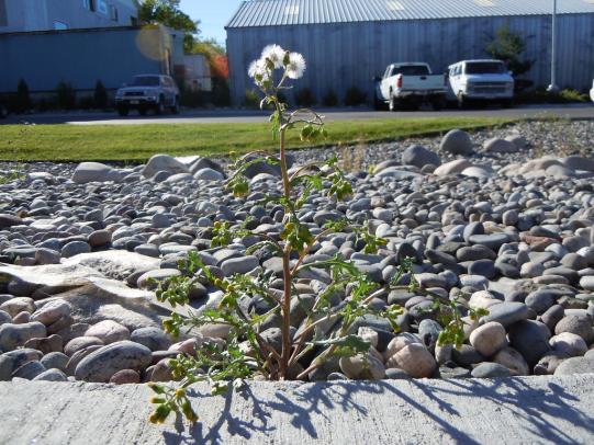 Common groundsel growing in dry creek bed landscape feature
