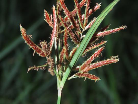 Purple nutsedge flower