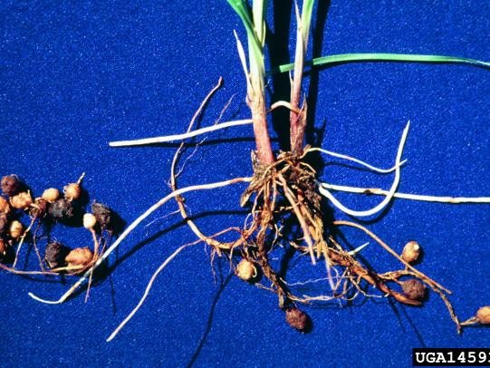 Roots, rhizomes and tubers of nutsedge