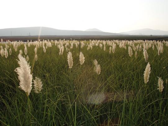 Pampasgrass stand growing in inland site