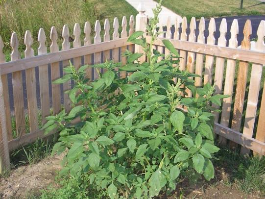 Large pigweed plant in landscape area