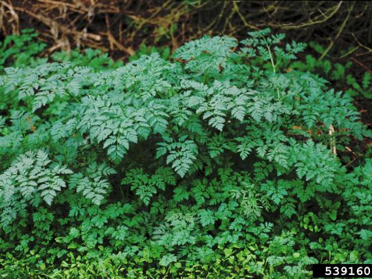 Poison hemlock leaves and stems  