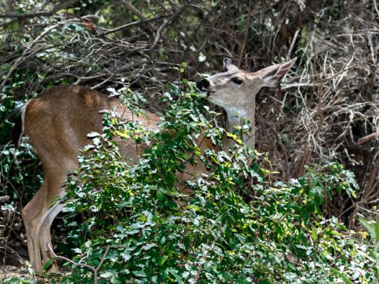 Deer browsing on poison oak leaves