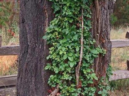 Poison oak vines growing up tree