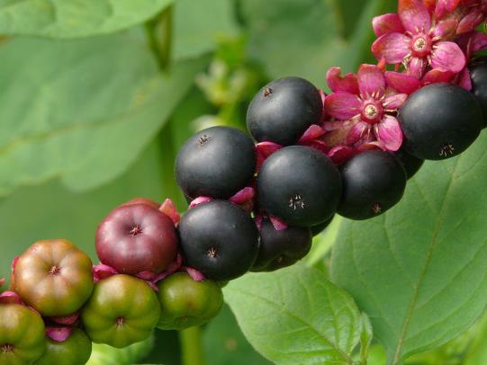 Dark-purple pokeweed berries