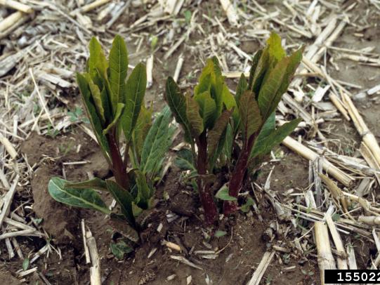 Cluster of pokeweed shoots