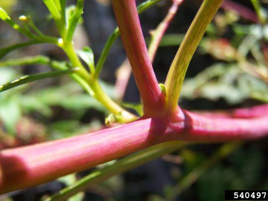 Red pokeweed stem