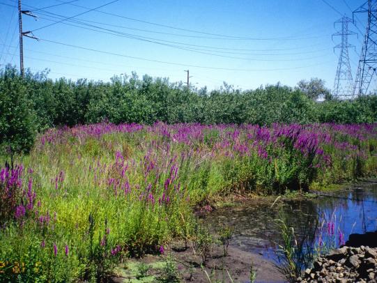 Purple loosestrife overtaking a wetland