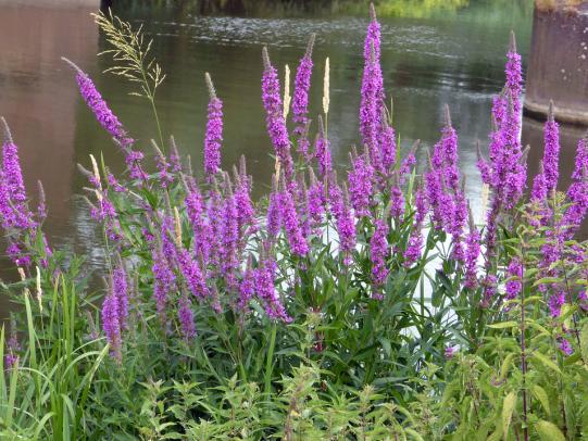 Purple loosestrife stems with leaves and flowers 