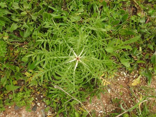 Purple starthistle rosette with other weeds