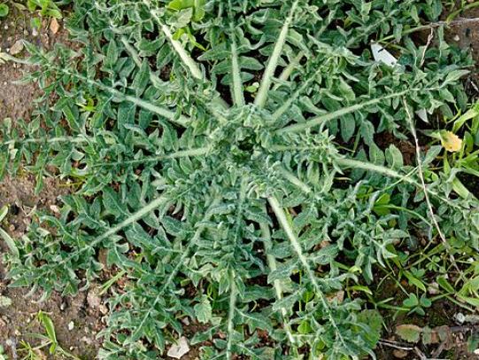 Purple starthistle rosette