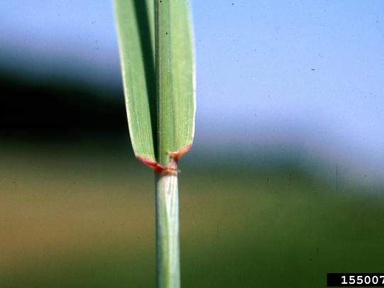 Auricle and rolled, elongated leaf blade