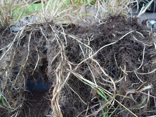 Quackgrass root mass and rhizomes