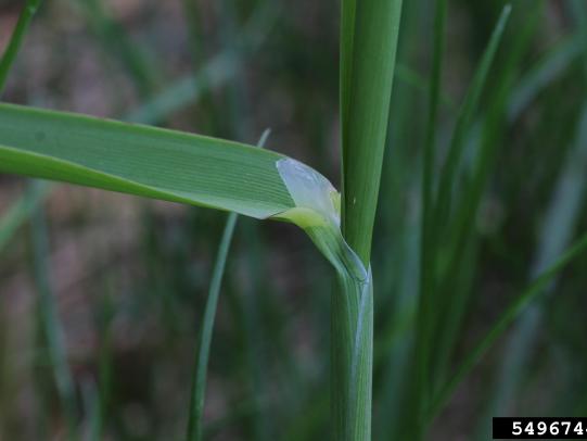Ligule and rolled elongating leaf blade