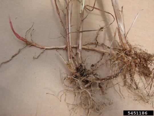 Reed canarygrass root system