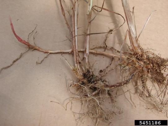 Reed canarygrass root crown and rhizomes