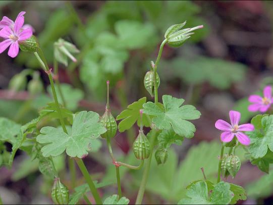 Shiny, lobed leaves and pink flowers