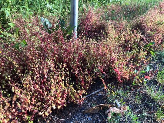 Stand of geranium plants with red leaves