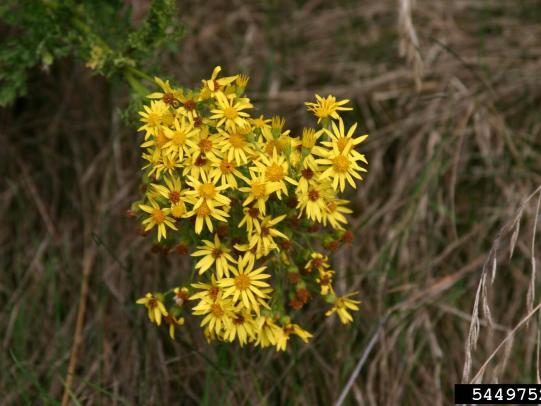 Tansy ragwort flowers