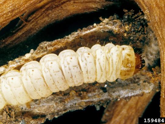 Tansy ragwort flea beetle larvae feeding on tansy ragwort roots