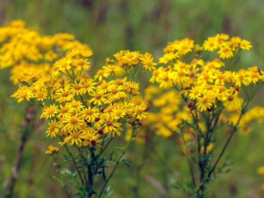 Tansy ragwort flowers and stems