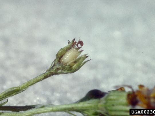 Ragwort seedhead fly larva feeding on tansy seedhead
