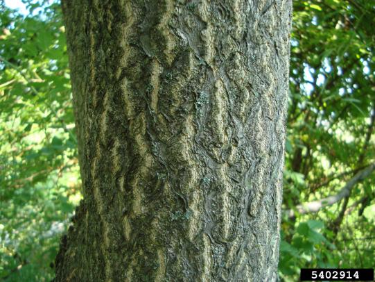 Textured bark of mature tree-of-heaven tree