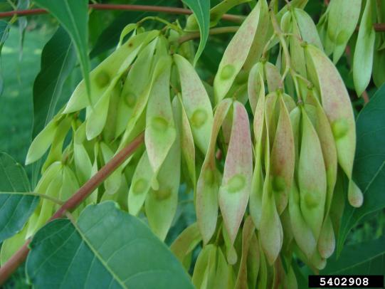 Tree-of-heaven fruits hanging on branch