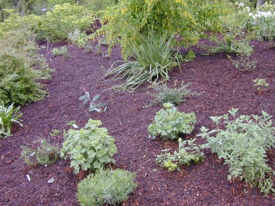 Bark dust mulch between landscape plants