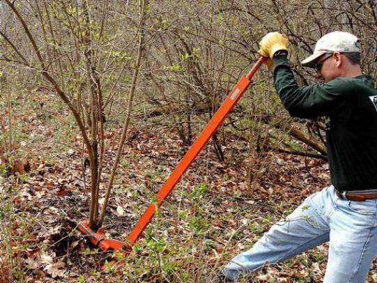 Worker using weed wrench tool to remove a shrub