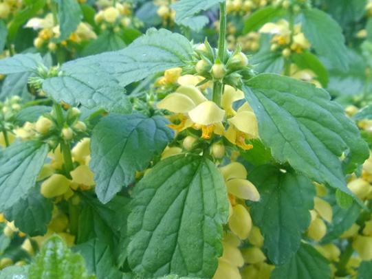 Yellow archengel leaves (green) and flowers